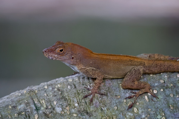 Puerto Rican Crested Anole (Anolis cristatellus cristatellus)