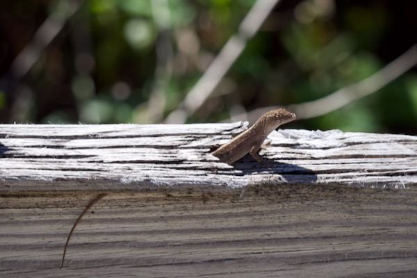 Cuban Brown Anole (Anolis sagrei sagrei)