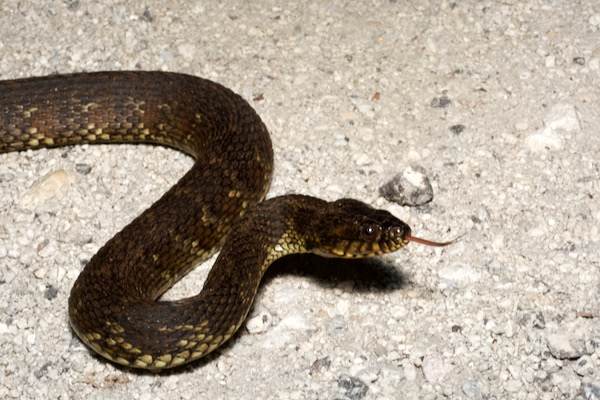 Florida Watersnake (Nerodia fasciata pictiventris)