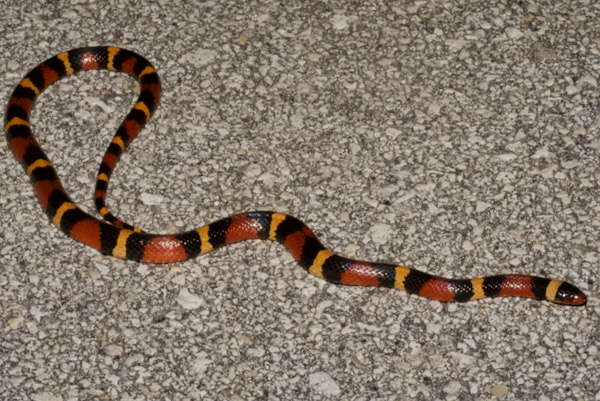 Scarlet Kingsnake (Lampropeltis elapsoides)