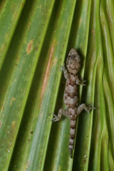 Tropical House Gecko (Hemidactylus mabouia)