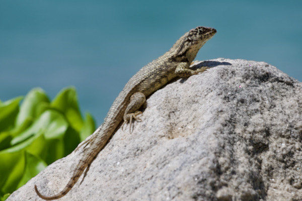 Northern Curly-tailed Lizard (Leiocephalus carinatus)