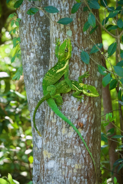 Western Knight Anole (Anolis equestris equestris)