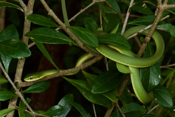 Florida Rough Greensnake (Opheodrys aestivus carinatus)