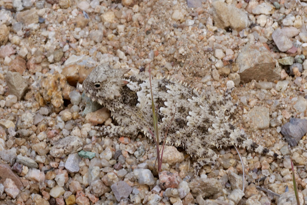 Blainville’s Horned Lizard (Phrynosoma blainvillii)