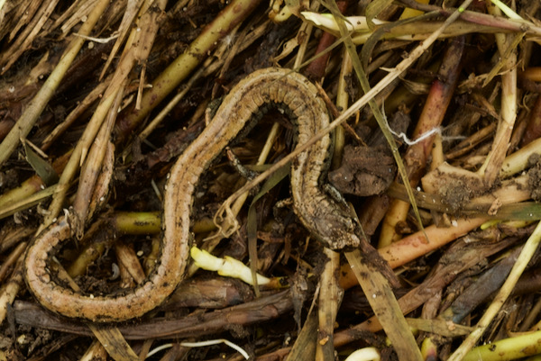 Gabilan Mountains Slender Salamander (Batrachoseps gavilanensis)