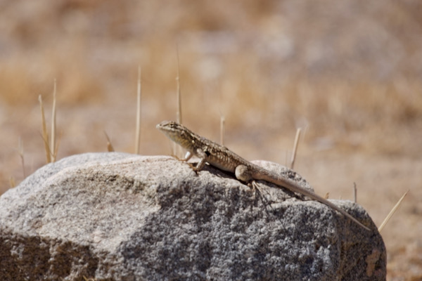 Western Side-blotched Lizard (Uta stansburiana elegans)