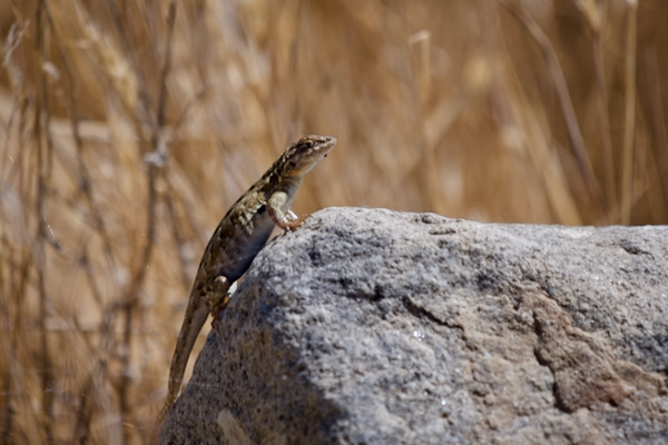 Western Side-blotched Lizard (Uta stansburiana elegans)