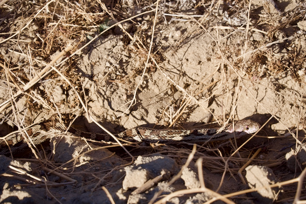 Pacific Gopher Snake (Pituophis catenifer catenifer)