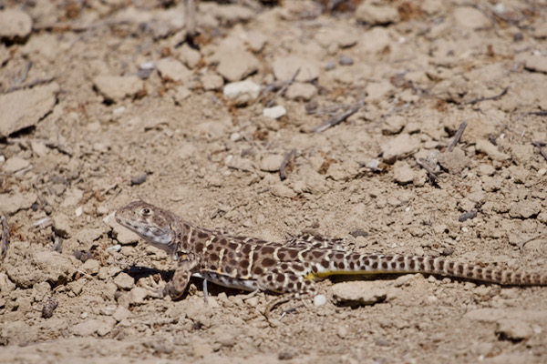 Blunt-nosed Leopard Lizard (Gambelia sila)