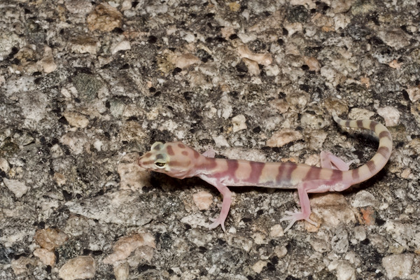 Desert Banded Gecko (Coleonyx variegatus variegatus)