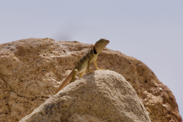 Baja California Collared Lizard (Crotaphytus vestigium)