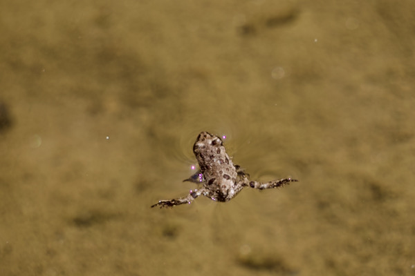 Western Toad (Anaxyrus boreas)