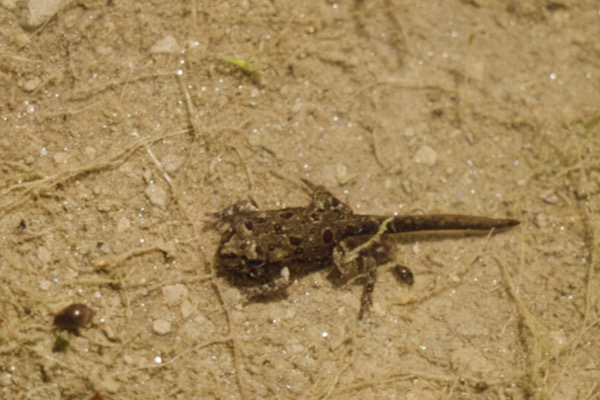 Western Toad (Anaxyrus boreas)