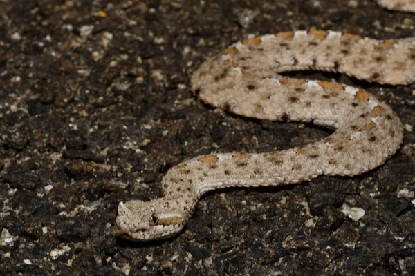 Colorado Desert Sidewinder (Crotalus cerastes laterorepens)