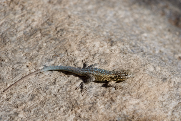 Western Side-blotched Lizard (Uta stansburiana elegans)