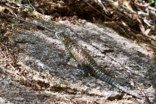 Granite Spiny Lizard (Sceloporus orcutti)