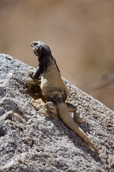 Common Chuckwalla (Sauromalus ater)