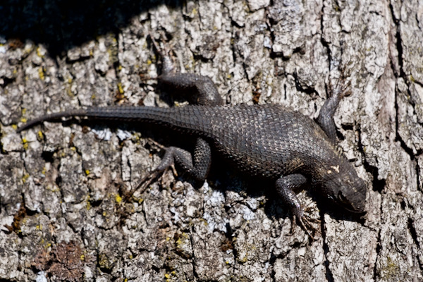 Great Basin Fence Lizard (Sceloporus occidentalis longipes)