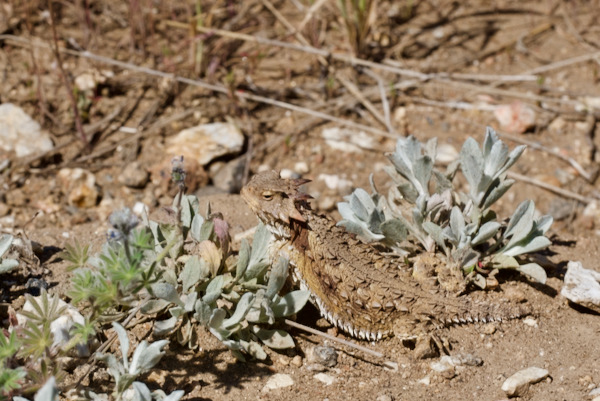 Blainville’s Horned Lizard (Phrynosoma blainvillii)