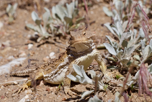 Blainville’s Horned Lizard (Phrynosoma blainvillii)