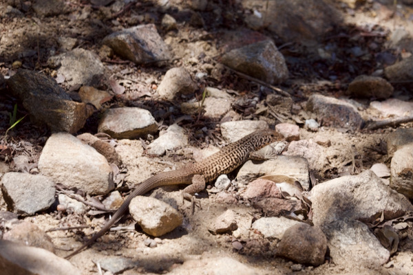 California Whiptail (Aspidoscelis tigris munda)