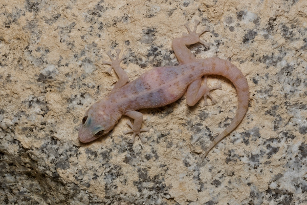 Peninsular Leaf-toed Gecko (Phyllodactylus nocticolus)