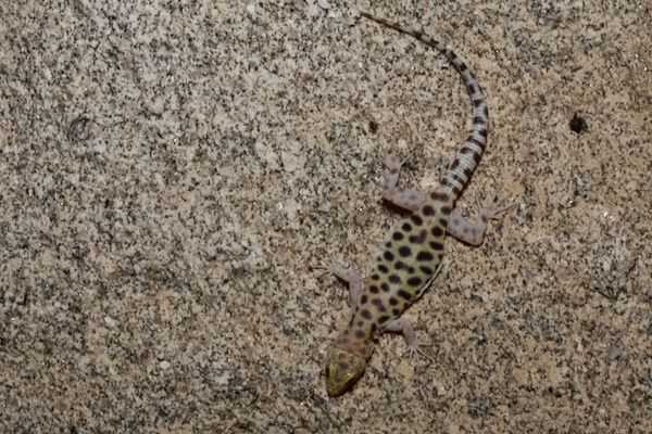 Granite Night Lizard (Xantusia henshawi)