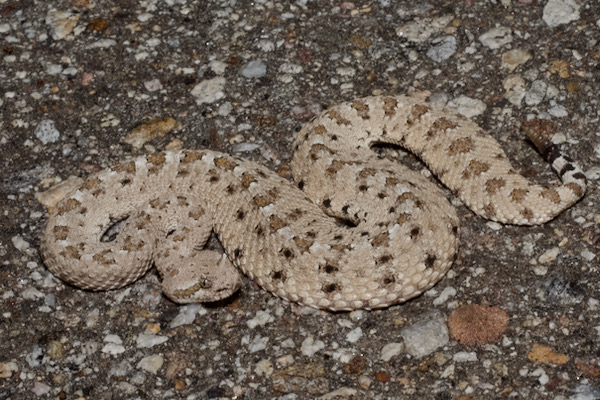 Colorado Desert Sidewinder (Crotalus cerastes laterorepens)