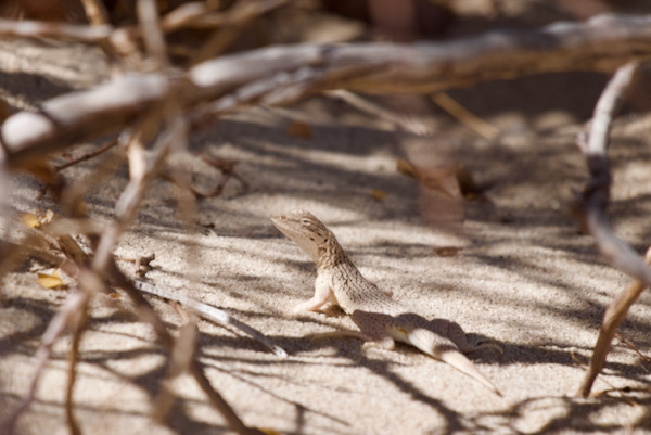 Colorado Desert Fringe-toed Lizard (Uma notata)