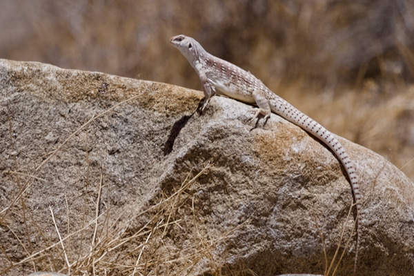 Northern Desert Iguana (Dipsosaurus dorsalis dorsalis)