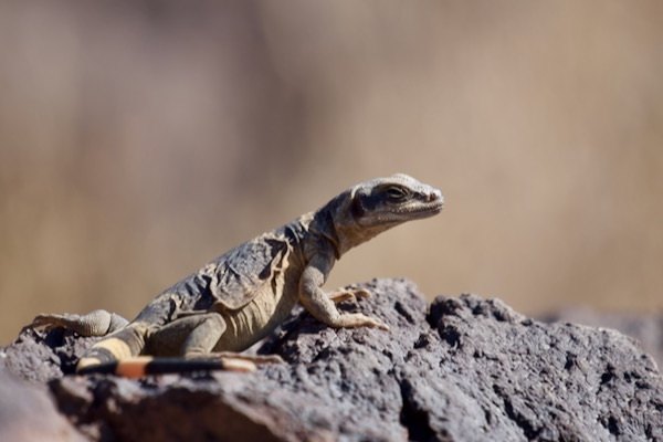 Common Chuckwalla (Sauromalus ater)