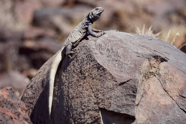 Common Chuckwalla (Sauromalus ater)