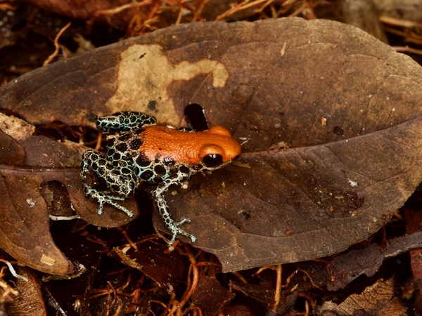 Red-backed Poison Frog (Ranitomeya reticulata)