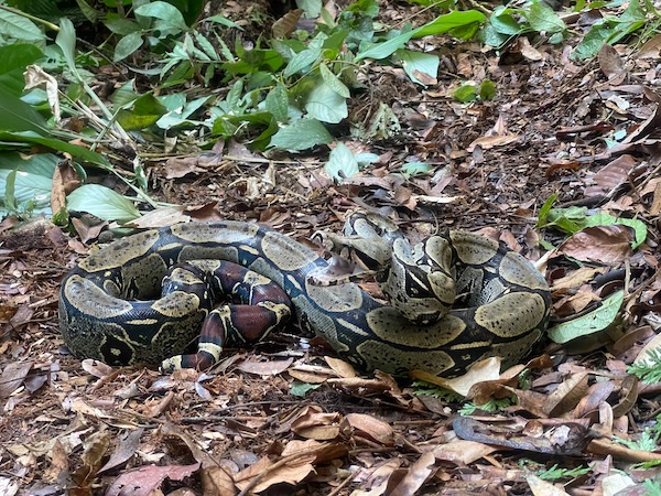 Boa Constrictor (Boa constrictor)