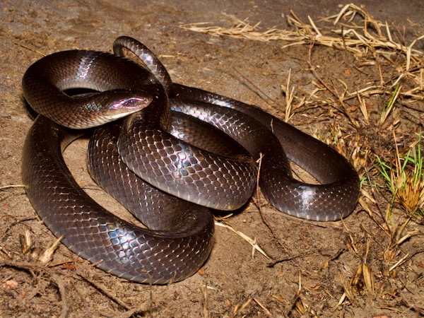 Black Mussurana (Clelia clelia)