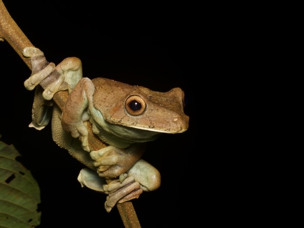 Giant Gladiator Treefrog (Boana boans)