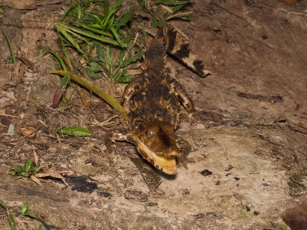 Smooth-fronted Caiman (Paleosuchus trigonatus)