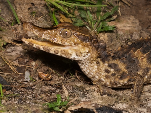 Smooth-fronted Caiman (Paleosuchus trigonatus)