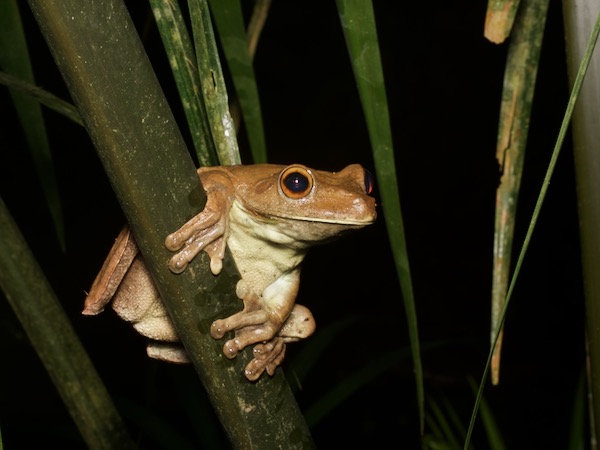 Giant Gladiator Treefrog (Boana boans)