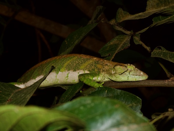 undescribed species (Polychrus cf. marmoratus)