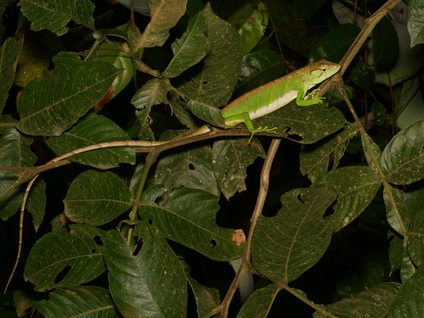 undescribed species (Polychrus cf. marmoratus)