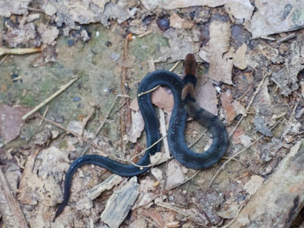 Amazon Tropical Forest Snake (Erythrolamprus pygmaeus)