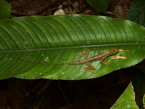 Common Forest Anole (Anolis trachyderma)