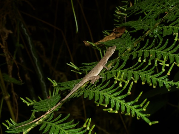 Brown-eared Anole (Anolis fuscoauratus)