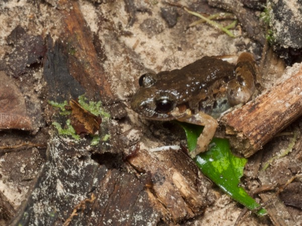 Forest Chirping Frog (Adenomera hylaedactyla)