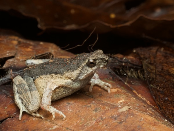 Peters’ Dwarf Frog (Engystomops petersi)