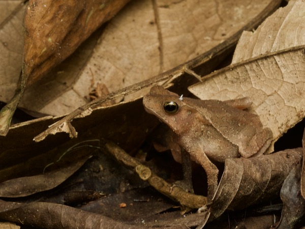 Crested Forest Toad (Rhinella "margaritifera")