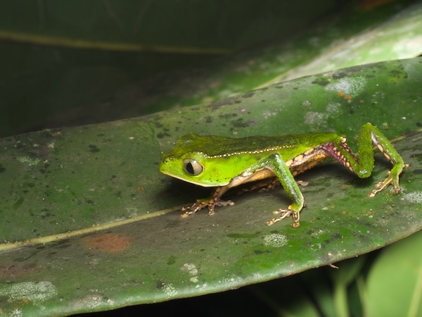 White-lined Monkey Frog (Phyllomedusa vaillantii)