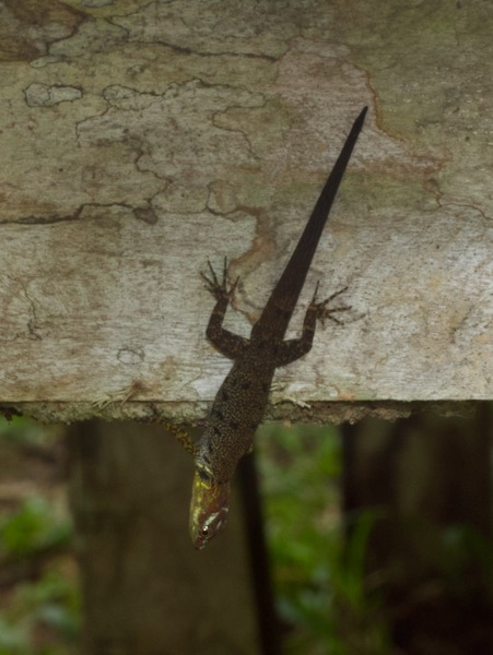 Bridled Forest Gecko (Gonatodes humeralis)